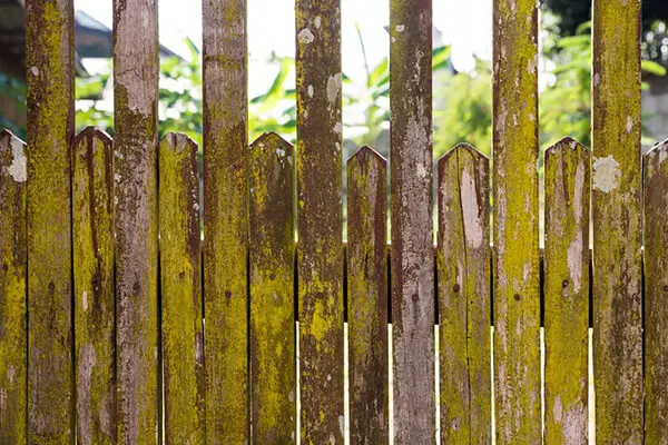 How Can I Clean My Fence Of Green Algae, Mold, And Mildew